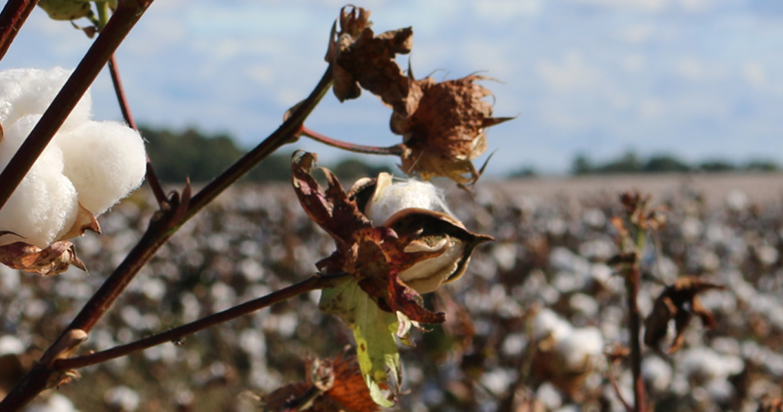 exploração aquisição responsável algodão